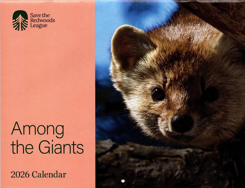 2026 WALL CALENDAR – Among The Giants / Save The Redwoods League