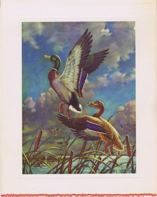 Ducks Leaving Pond - Emmett Watson print